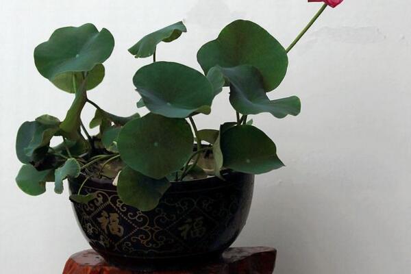 盆栽荷花冬天怎么保存,可通過三種方法進行保存