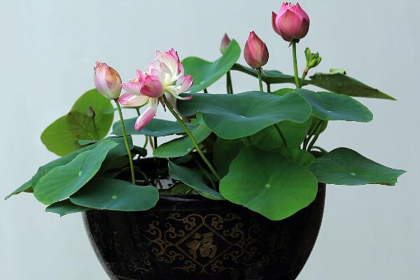 盆栽荷花冬天怎么保存,可通過三種方法進行保存