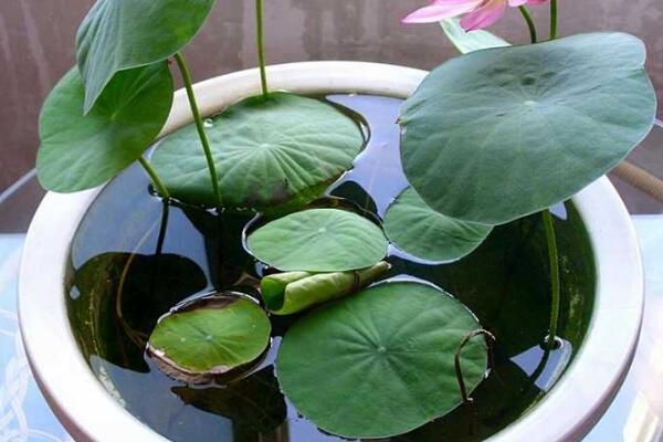 盆栽荷花的種植方法,即可以播種也可以種藕