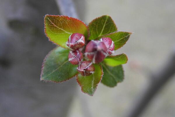 櫻花爛根是怎么回事,櫻花爛根原因以及處理方法