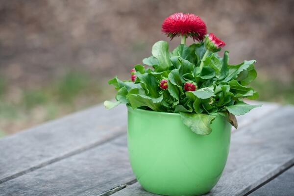 盆栽菊花怎么過冬,做好以下4步即可安全越冬