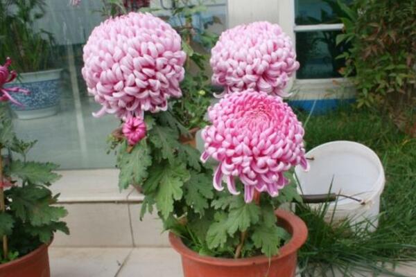 盆栽菊花怎么過冬,做好以下4步即可安全越冬