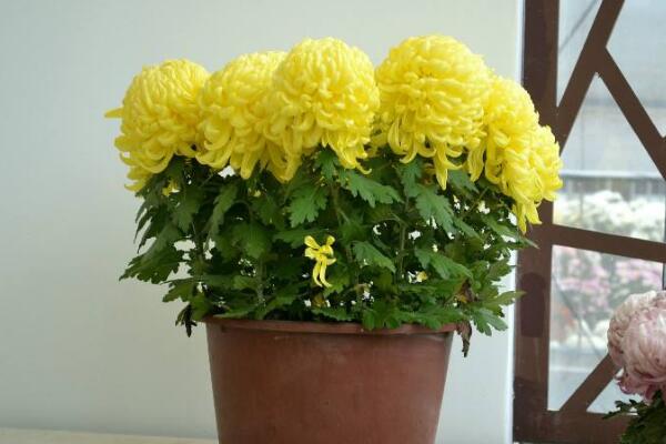 盆栽菊花移栽方法,5步即可完成菊花的移栽