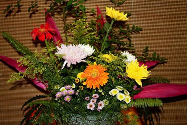 盆栽菊花移栽方法,5步即可完成菊花的移栽