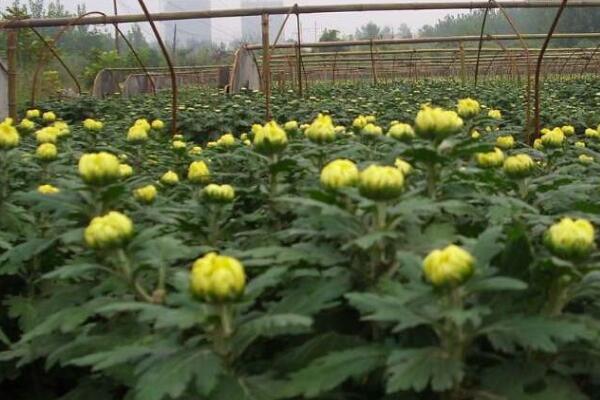 盆栽菊花移栽方法,5步即可完成菊花的移栽