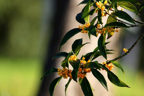 桂花為什么不開花,可能是光照、養分不足導致