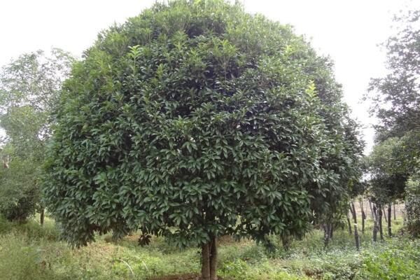桂花為什么不開花,可能是光照、養分不足導致