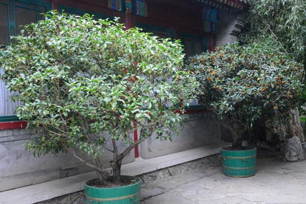 桂花為什么不開花,可能是光照、養分不足導致