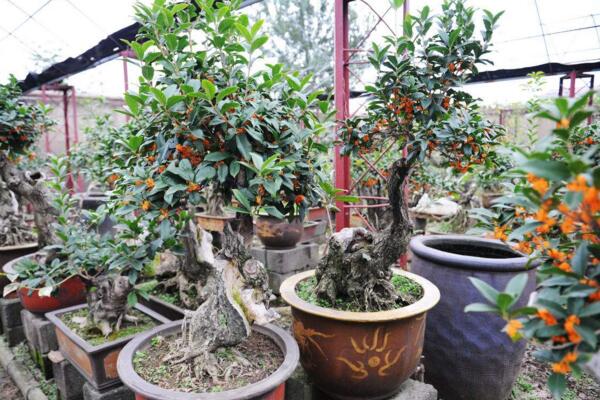 桂花為什么不開花,可能是光照、養分不足導致