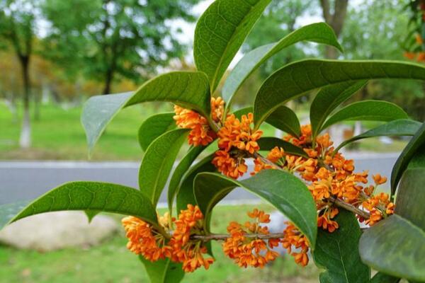 怎樣種桂花樹,4步即可完成桂花樹的種植
