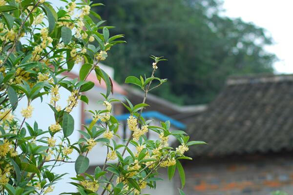 怎樣種桂花樹,4步即可完成桂花樹的種植