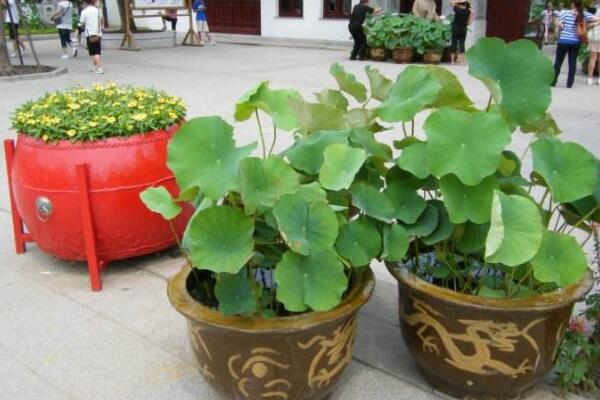 盆栽荷花怎么種植,掌握以下要點可保證種植順利進行