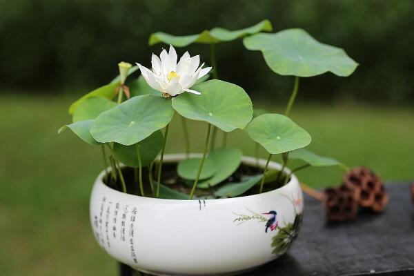盆栽荷花怎么種植,掌握以下要點可保證種植順利進行