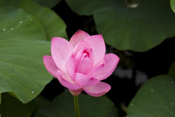 荷花冬天會(huì)開(kāi)花嗎,華南地區(qū)冬天可以開(kāi)花