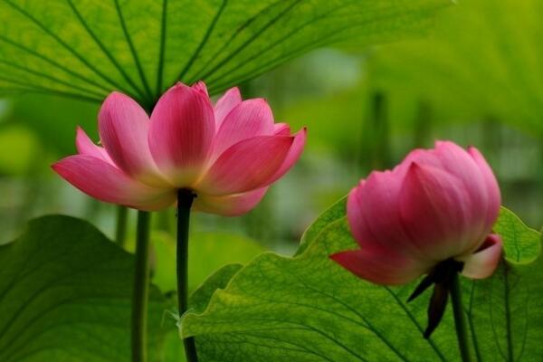 荷花冬天會(huì)開(kāi)花嗎,華南地區(qū)冬天可以開(kāi)花
