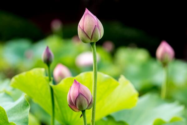 荷花冬天會(huì)開(kāi)花嗎,華南地區(qū)冬天可以開(kāi)花