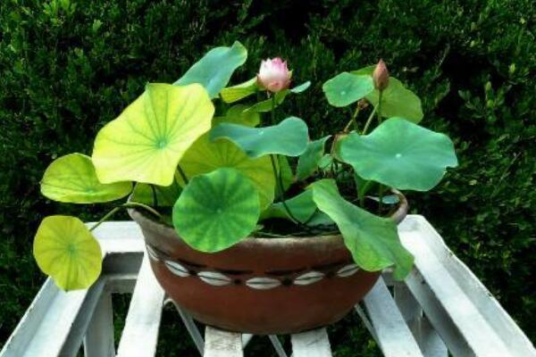 荷花冬天會(huì)開(kāi)花嗎,華南地區(qū)冬天可以開(kāi)花
