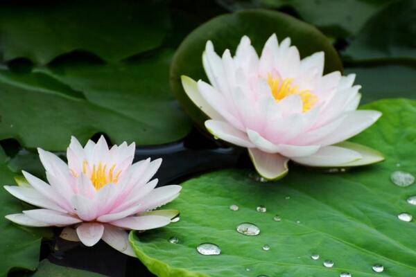 荷花冬天會(huì)開(kāi)花嗎,華南地區(qū)冬天可以開(kāi)花