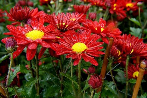 菊花室外能過冬嗎,只有南方地區才能室外過冬