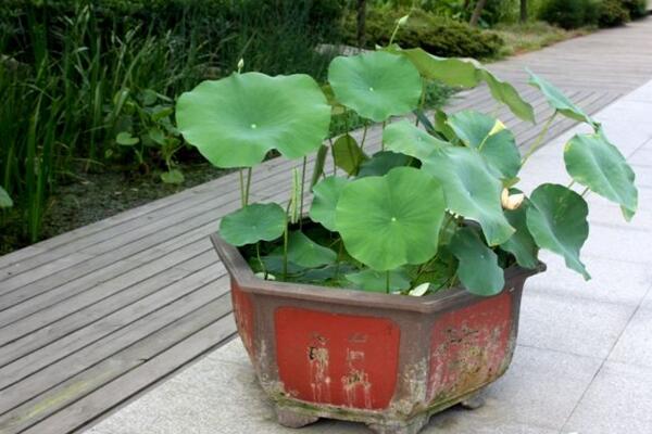 盆栽荷花的養殖方法,做好以下5點讓你的荷花“皎潔無瑕”