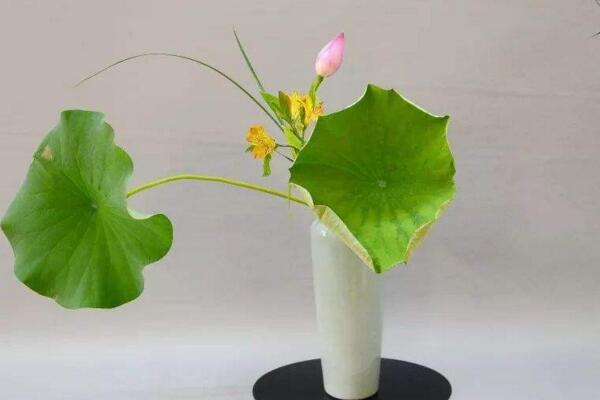摘下來的荷花怎么養,修剪過后可插入花瓶中養護