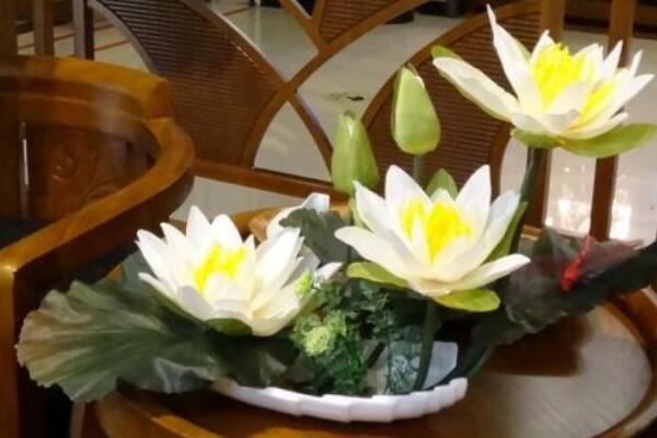 摘下來的荷花怎么養,修剪過后可插入花瓶中養護