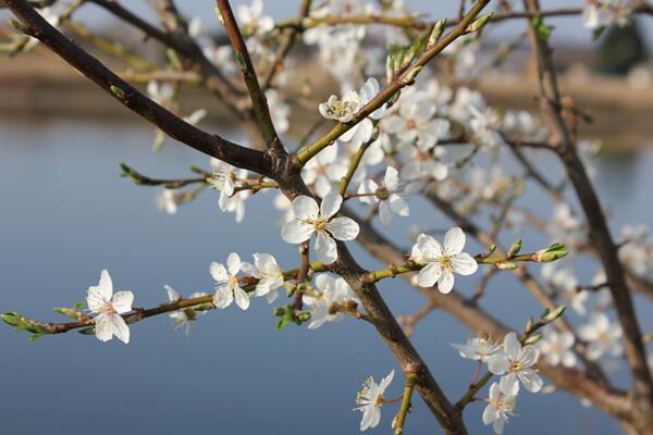 櫻花開花前怎么養護,保證肥水、光照充足