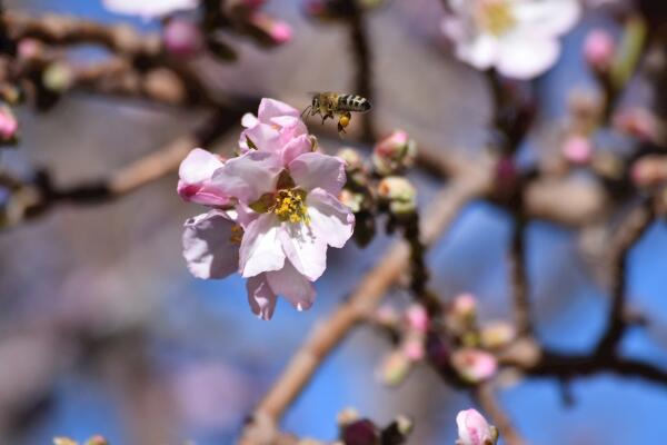 櫻花開花前怎么養護,保證肥水、光照充足