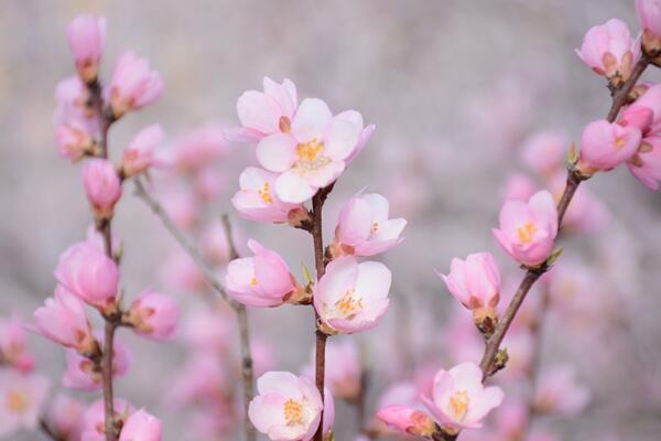 櫻花開花前怎么養護,保證肥水、光照充足