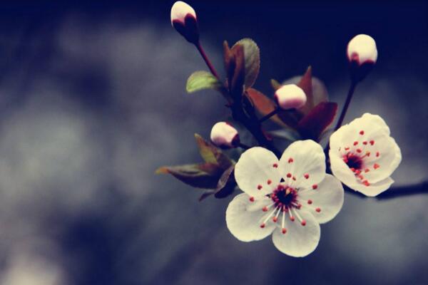櫻花不開花怎么辦,及時補充光照以及養分