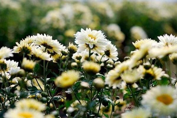 菊花怎么修剪,4步即可完成菊花的修剪