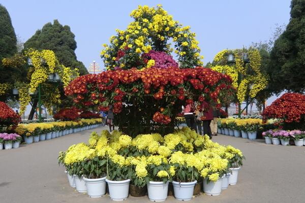 菊花怎么修剪,4步即可完成菊花的修剪