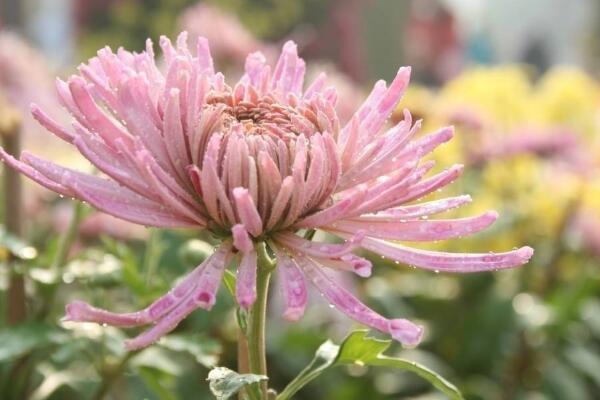 菊花葉子變黑怎么回事,可能是感染了褐斑病
