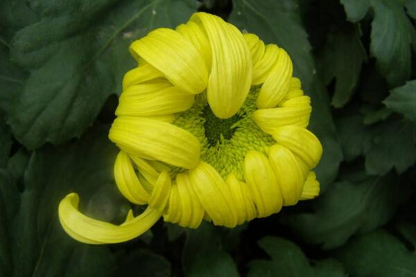 菊花葉子變黑怎么回事,可能是感染了褐斑病