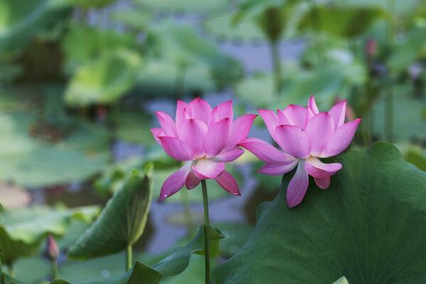切花荷花的養(yǎng)護(hù)要點(diǎn),做好以下4點(diǎn)非常關(guān)鍵