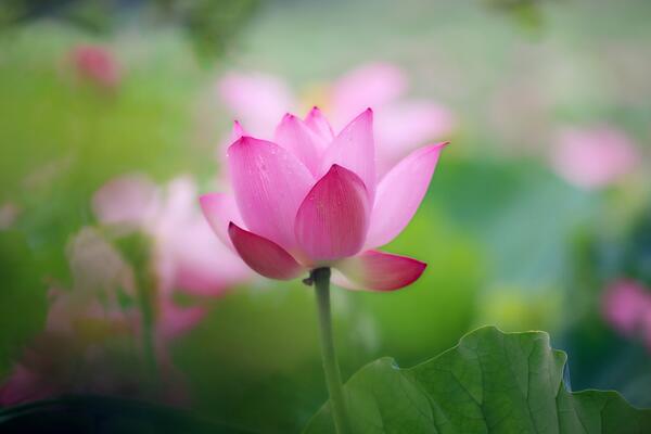 切花荷花的養(yǎng)護(hù)要點(diǎn),做好以下4點(diǎn)非常關(guān)鍵