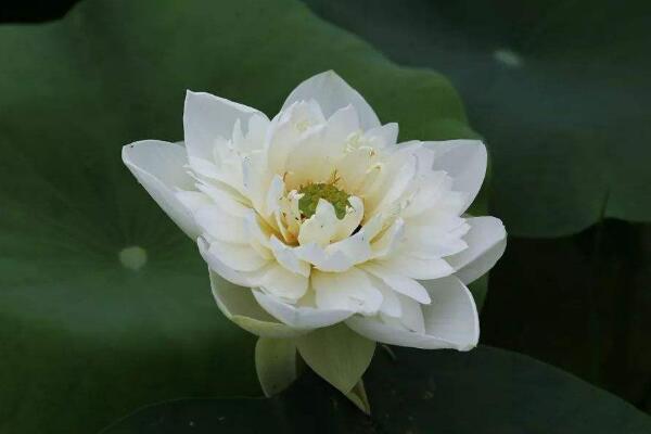 切花荷花的養(yǎng)護(hù)要點(diǎn),做好以下4點(diǎn)非常關(guān)鍵