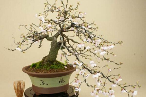 櫻花樹苗的種植方法,5步即可完成櫻花的種植
