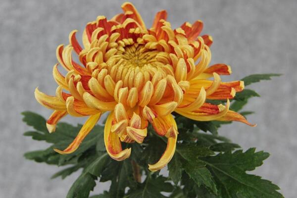 菊花如何室內(nèi)越冬,菊花安全越冬5大要點
