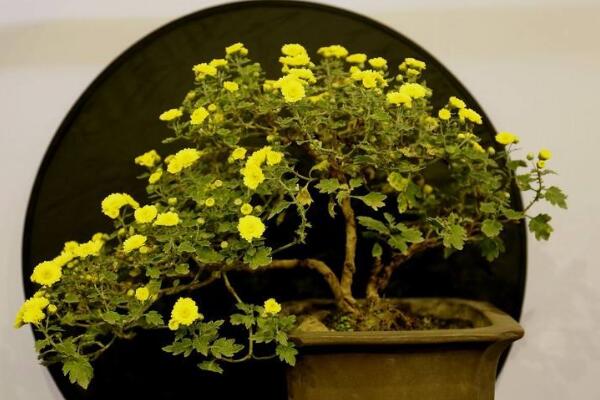 菊花如何室內(nèi)越冬,菊花安全越冬5大要點