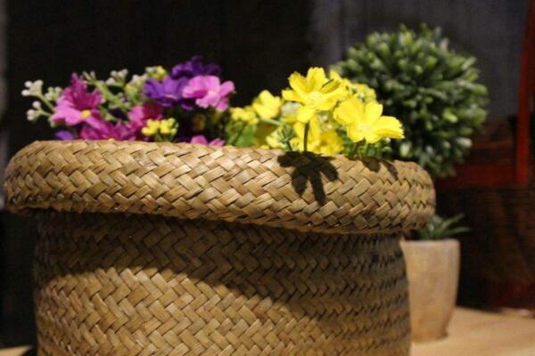 盆栽菊花的養殖方法,5步教你養好菊花