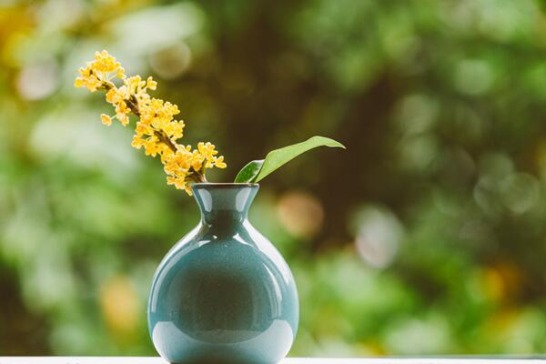 桂花水培生根最快方法,按照以下5步來進(jìn)行