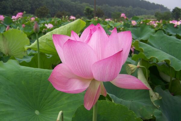 家里為什么不能養荷花,陰氣重且不聚財