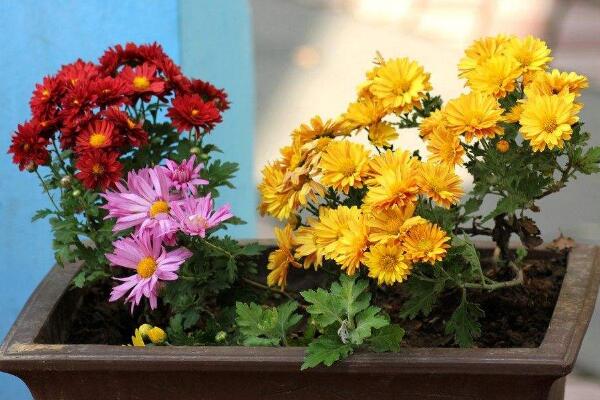 菊花不現(xiàn)蕾不開花怎么辦,增加光照并補(bǔ)充養(yǎng)分