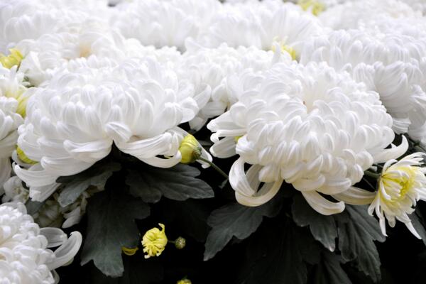 菊花怎么養護，菊花日常養護5大要點
