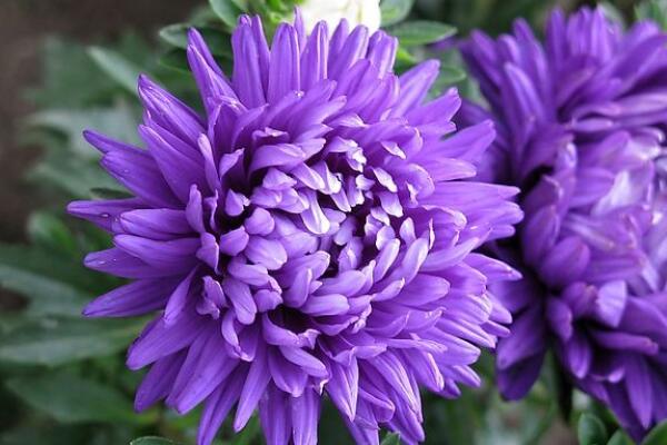 菊花可以四季都開花嗎,人工控制環(huán)境才能讓它四季開花