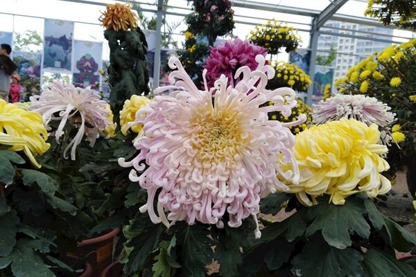 菊花秋天怎么養,保證光照、養分的充足