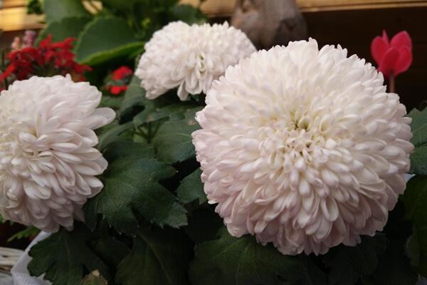 菊花栽培和繁殖方法,菊花栽培可通過4步進行