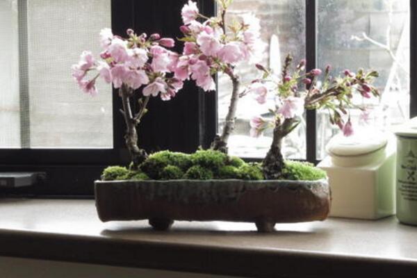 櫻花秋天怎么養,保持充足的光照以及肥水