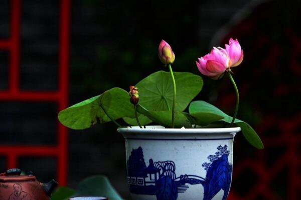 荷花的種植及其注意事項(xiàng),種子的處理非常關(guān)鍵